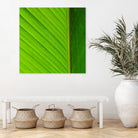 FLOWER by FREDERIC SMEETS on GIANT ART - green photo manipulation