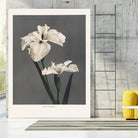 Iris KAbmpferi by Pictufy on GIANT ART -