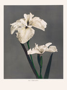 Iris KAbmpferi by Pictufy on GIANT ART -