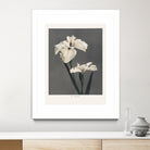 Iris KAbmpferi by Pictufy on GIANT ART -