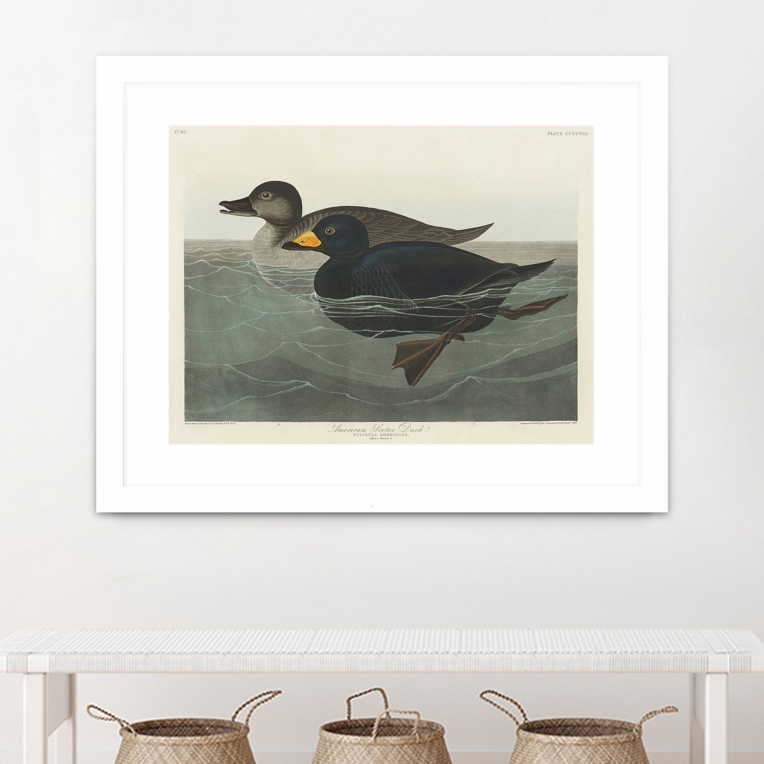 American Scoter Duck From Birds of America (1827) by John James Audubon on GIANT ART - animals john james audubon