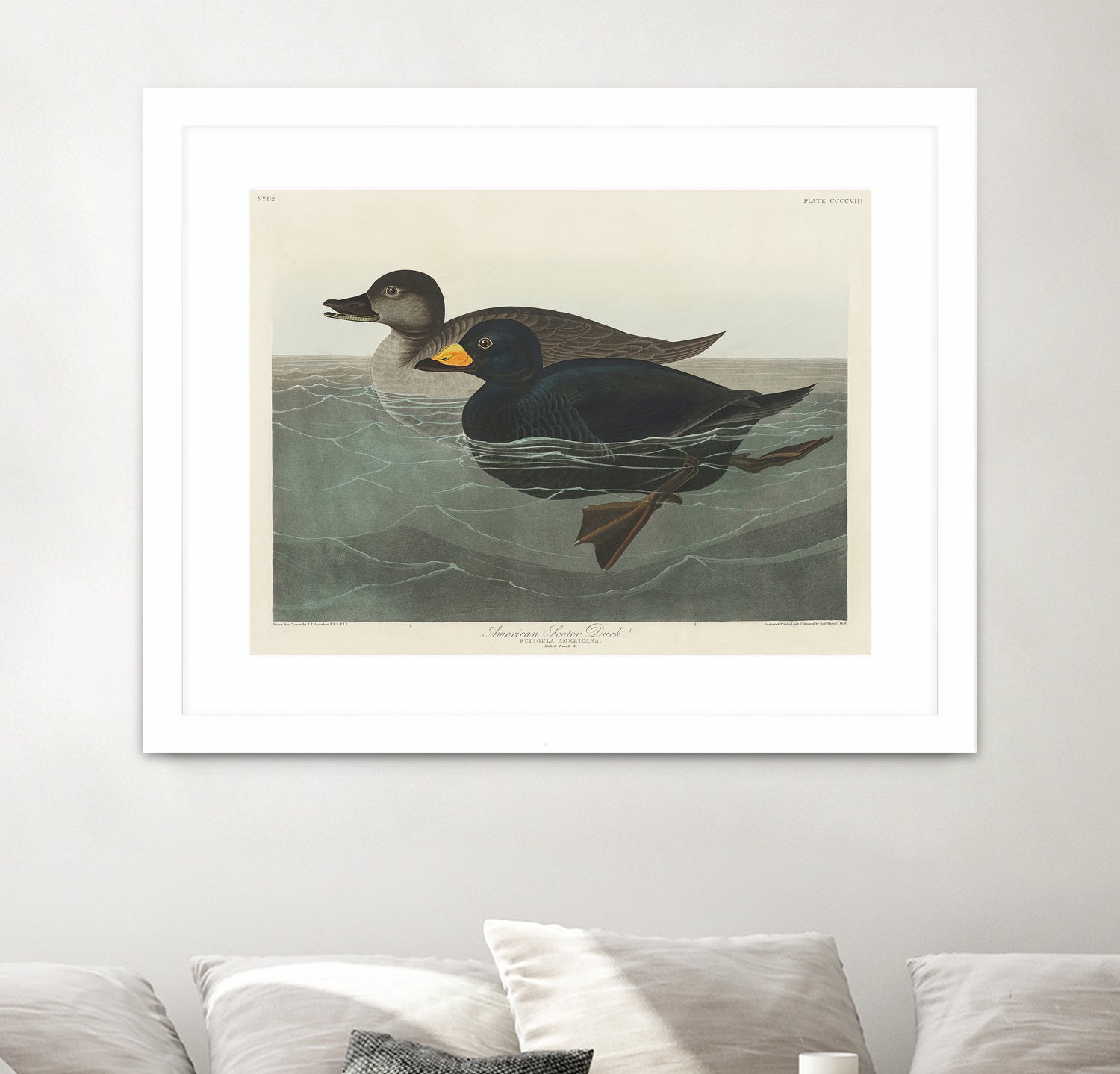 American Scoter Duck From Birds of America (1827) by John James Audubon on GIANT ART - animals john james audubon