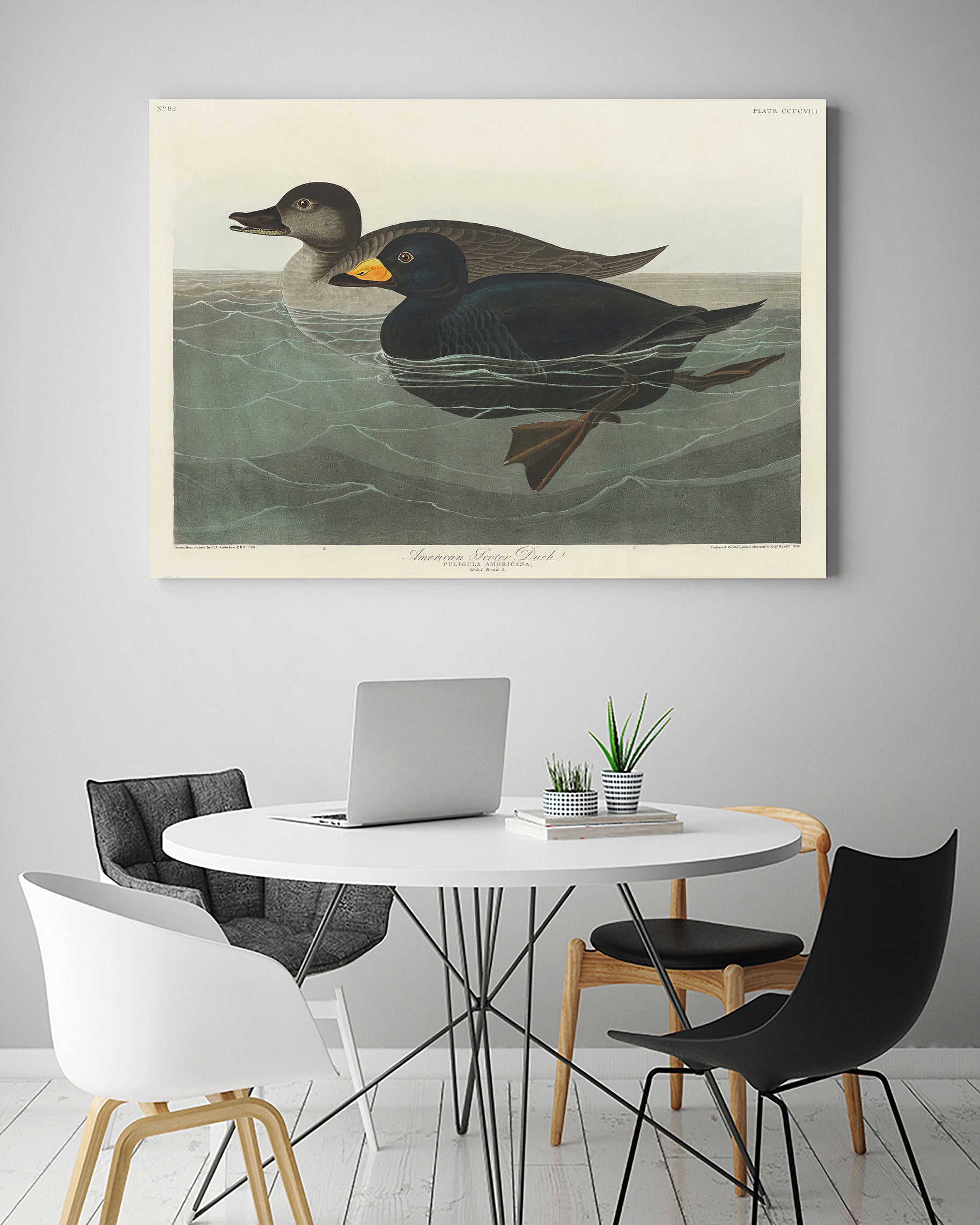 American Scoter Duck From Birds of America (1827) by John James Audubon on GIANT ART - animals john james audubon
