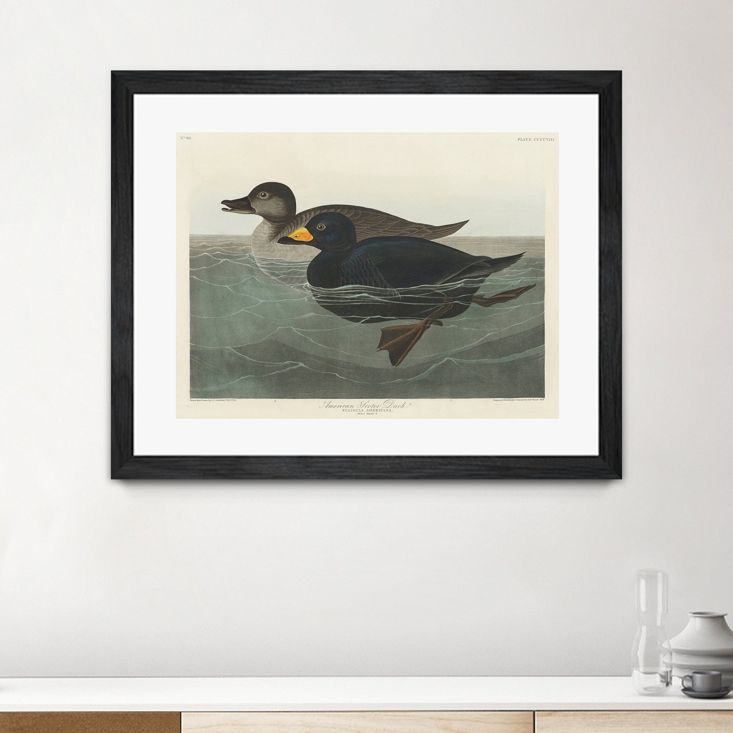 American Scoter Duck From Birds of America (1827) by John James Audubon on GIANT ART - animals john james audubon