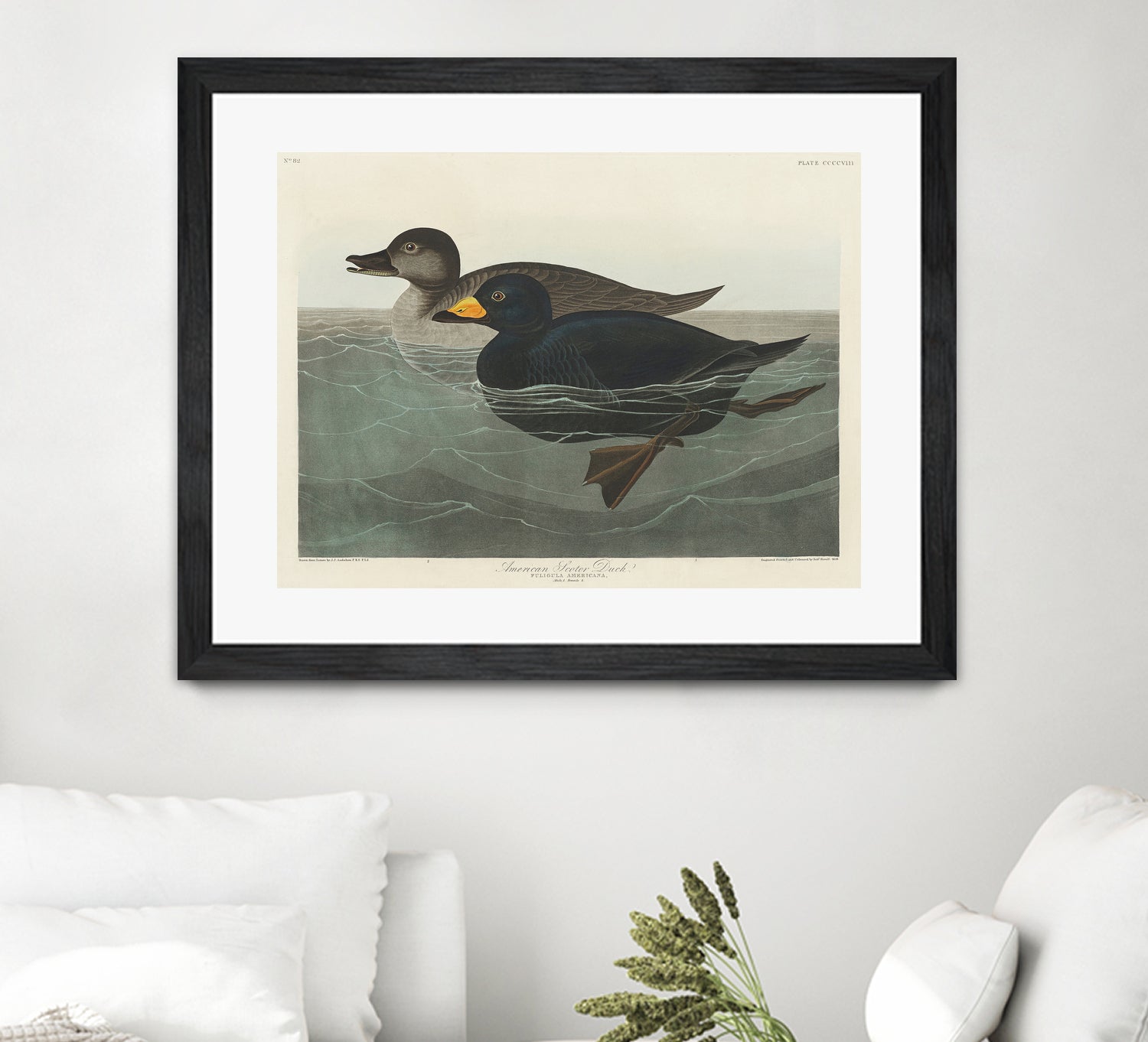 American Scoter Duck From Birds of America (1827) by John James Audubon on GIANT ART - animals john james audubon