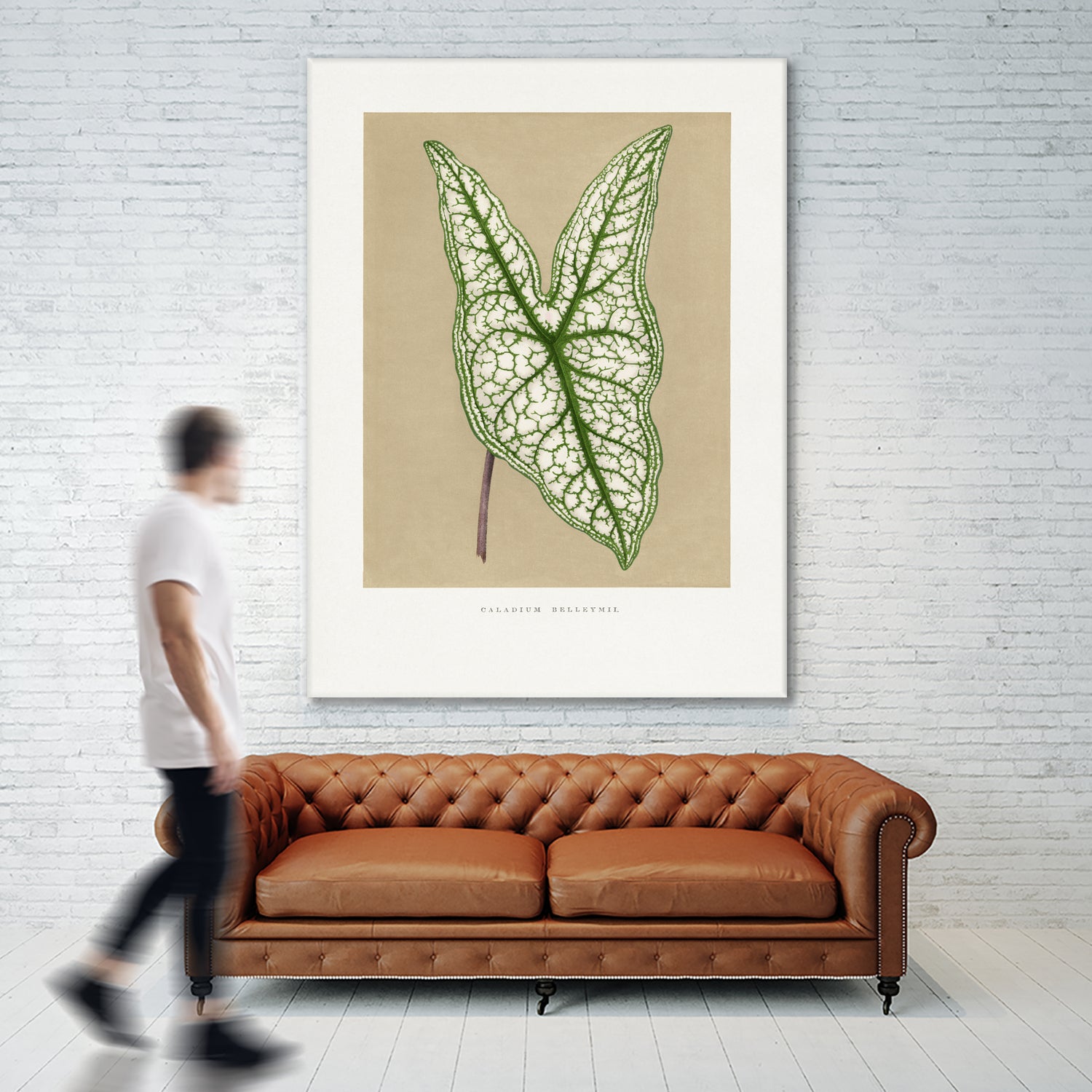 Green Caladium Belleymii Leaf Illustration by Les Plantes a on GIANT ART - flowers and plants vintage botanical
