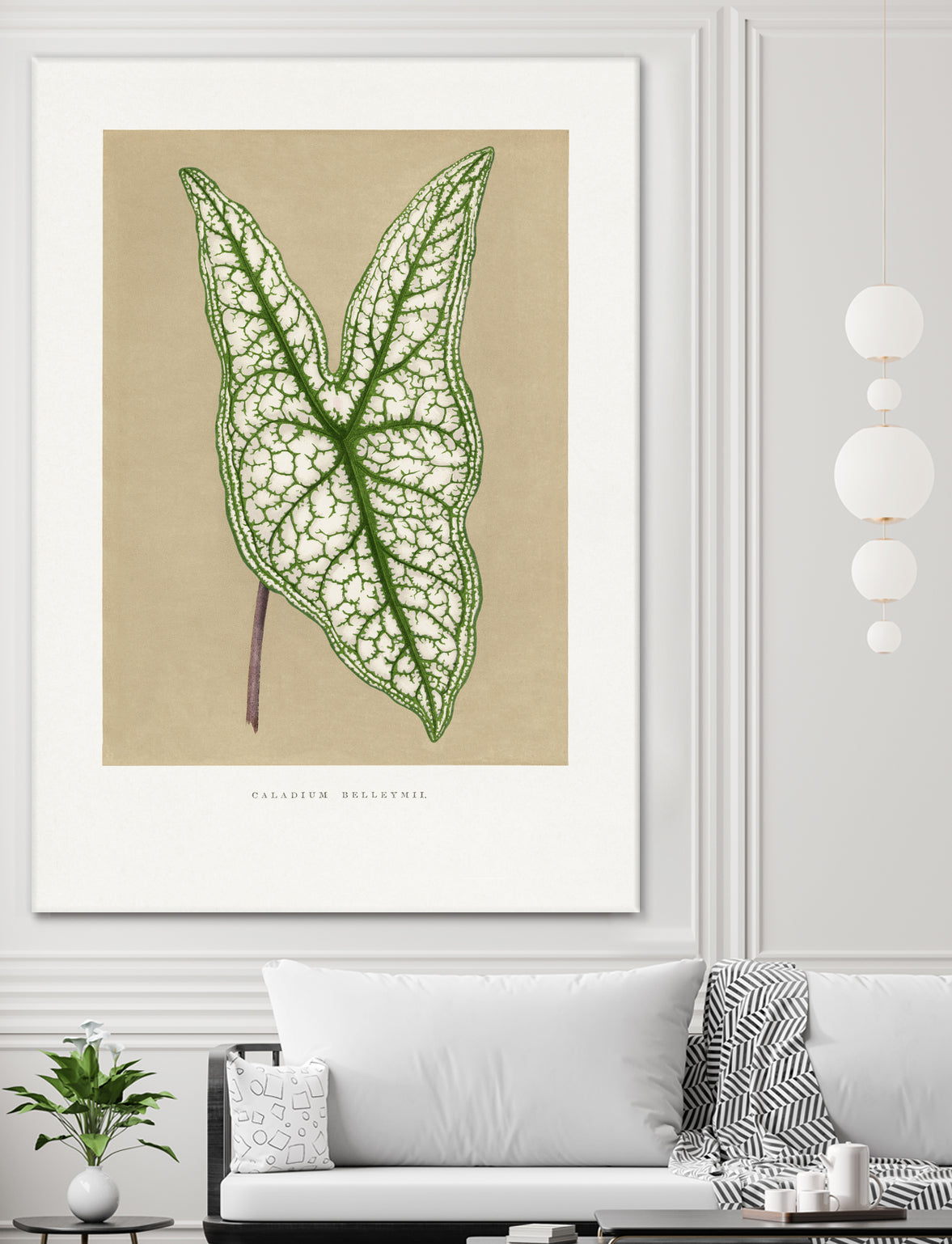 Green Caladium Belleymii Leaf Illustration by Les Plantes a on GIANT ART - flowers and plants vintage botanical