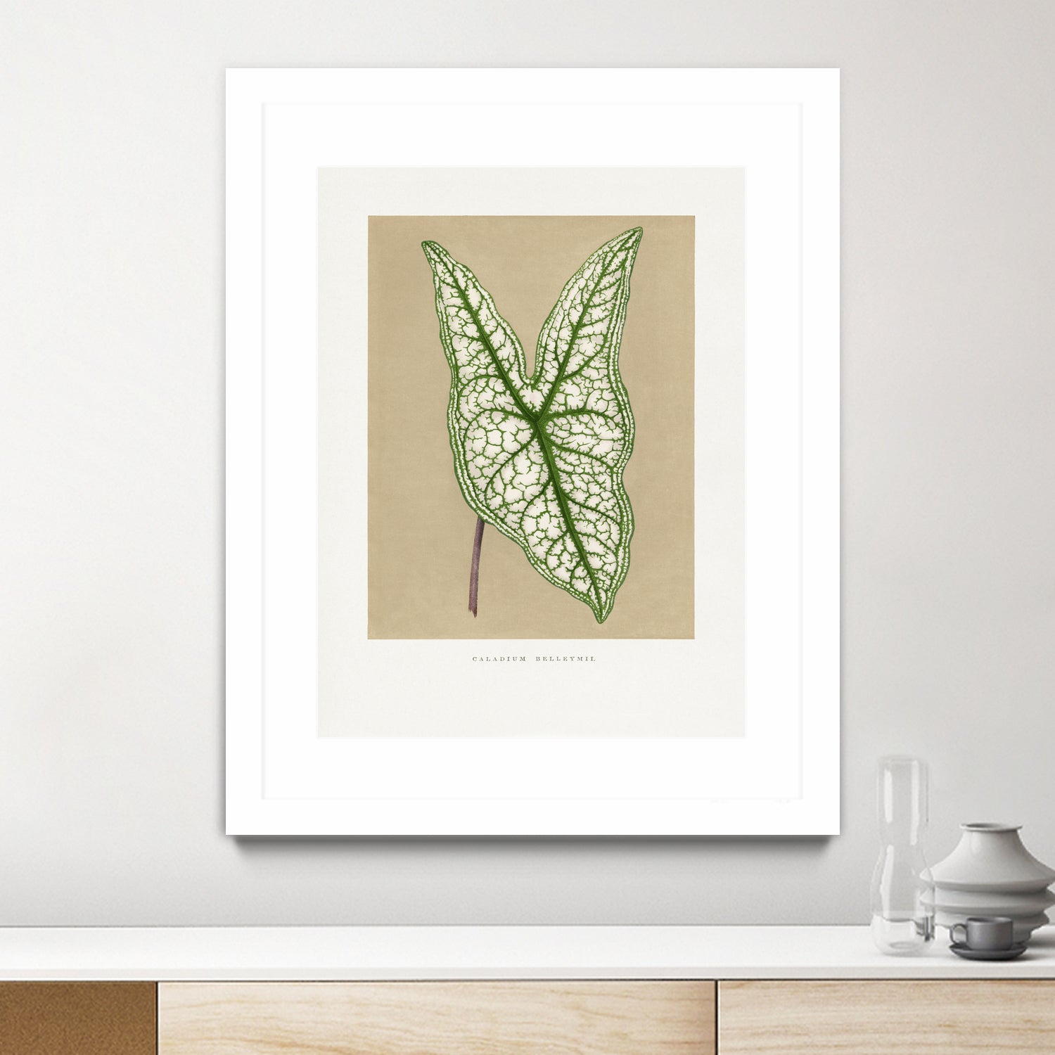 Green Caladium Belleymii Leaf Illustration by Les Plantes a on GIANT ART - flowers and plants vintage botanical