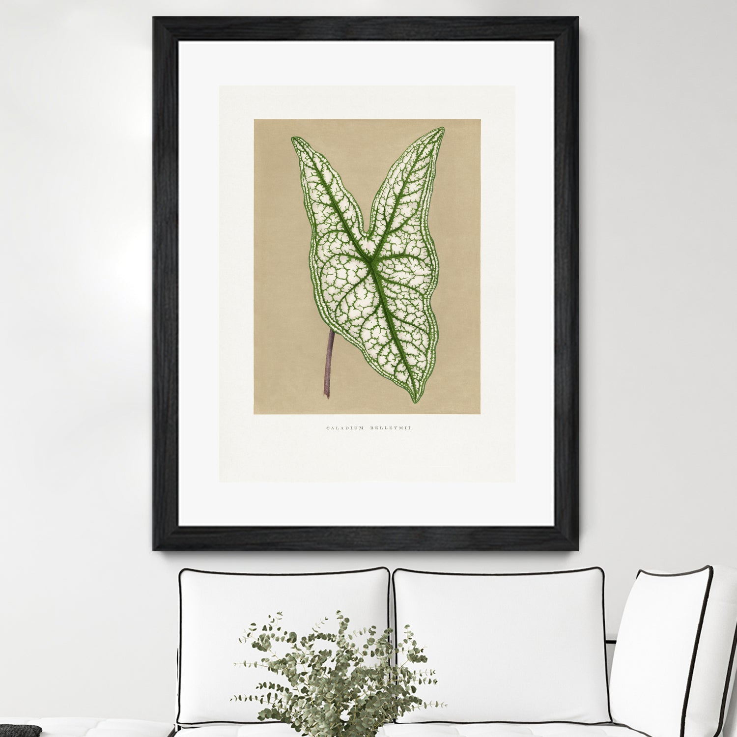 Green Caladium Belleymii Leaf Illustration by Les Plantes a on GIANT ART - flowers and plants vintage botanical