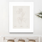 In Tulips (brown) by Gabriella Roberg on GIANT ART - line art gabriella roberg