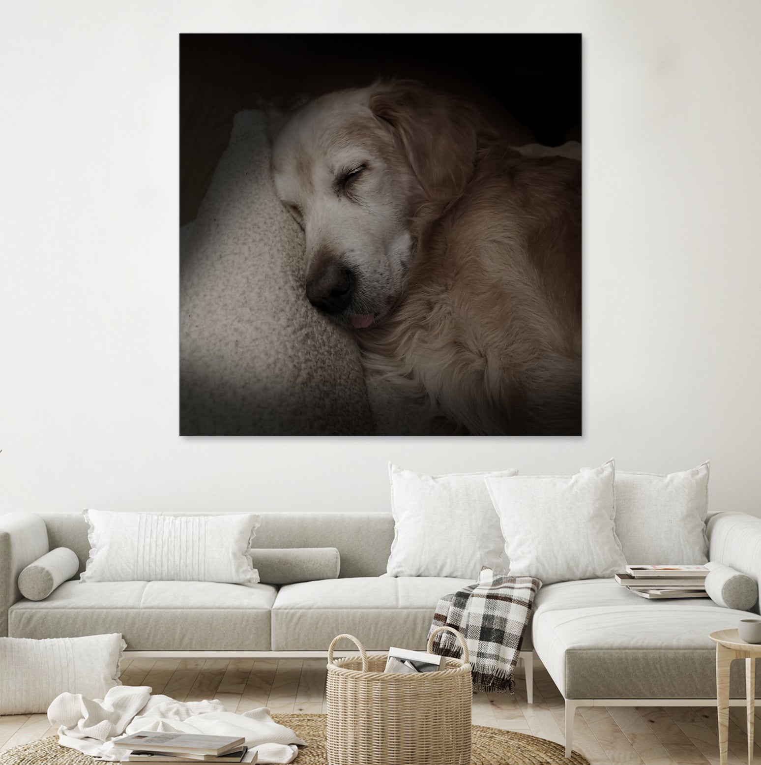 Sleeping Golden by Andreas Magnusson on GIANT ART - animals golden