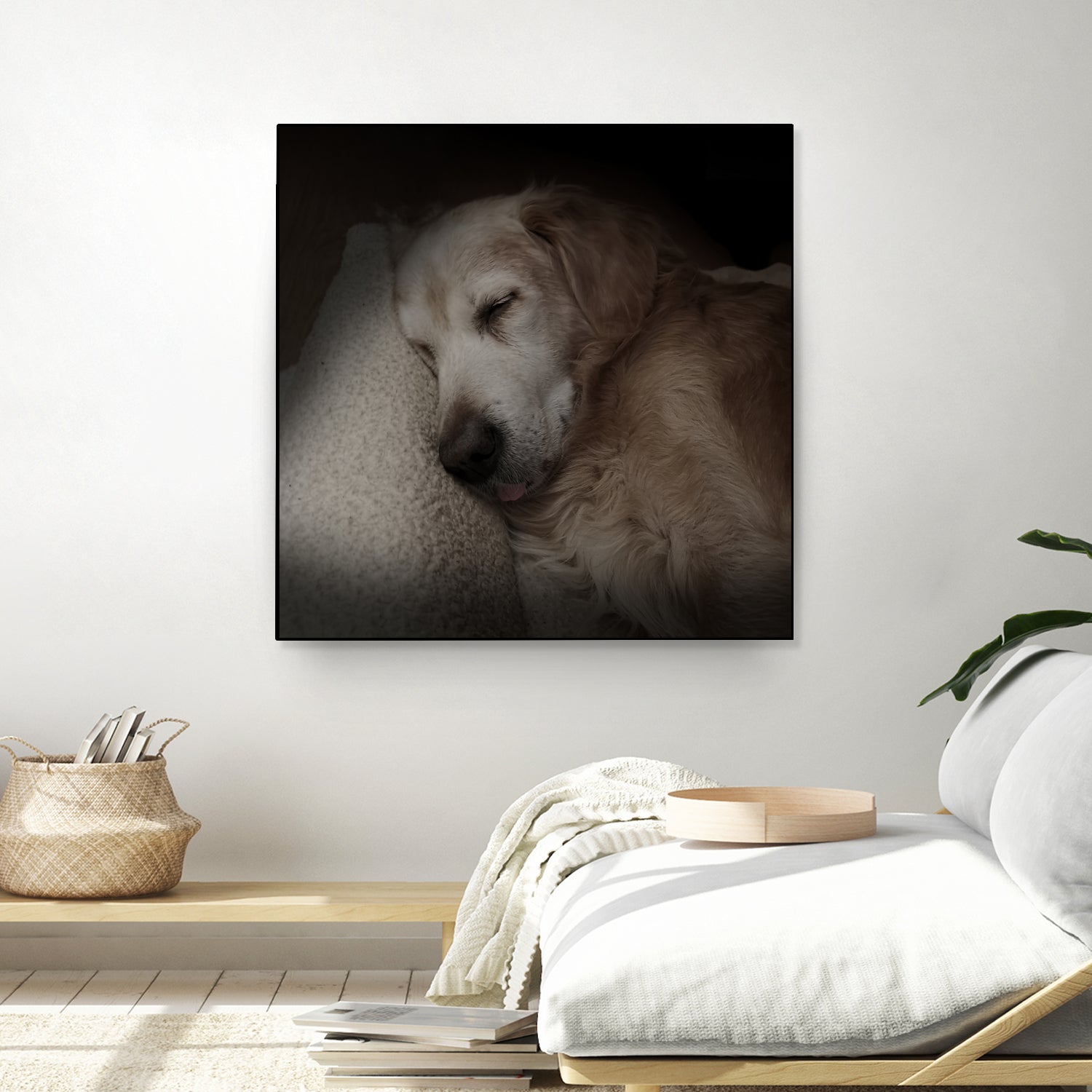 Sleeping Golden by Andreas Magnusson on GIANT ART - animals golden