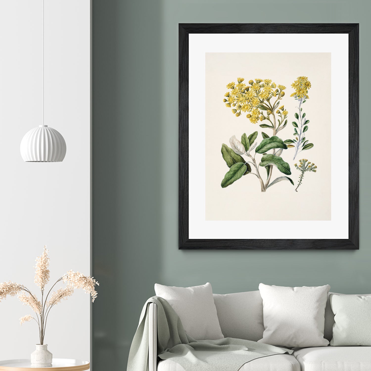 Daisy   Brachyglottis Drawn By Sarah Featon (1848a1927) by Sarah Featon on GIANT ART - vintage botanical flowers and plants vintage botanical