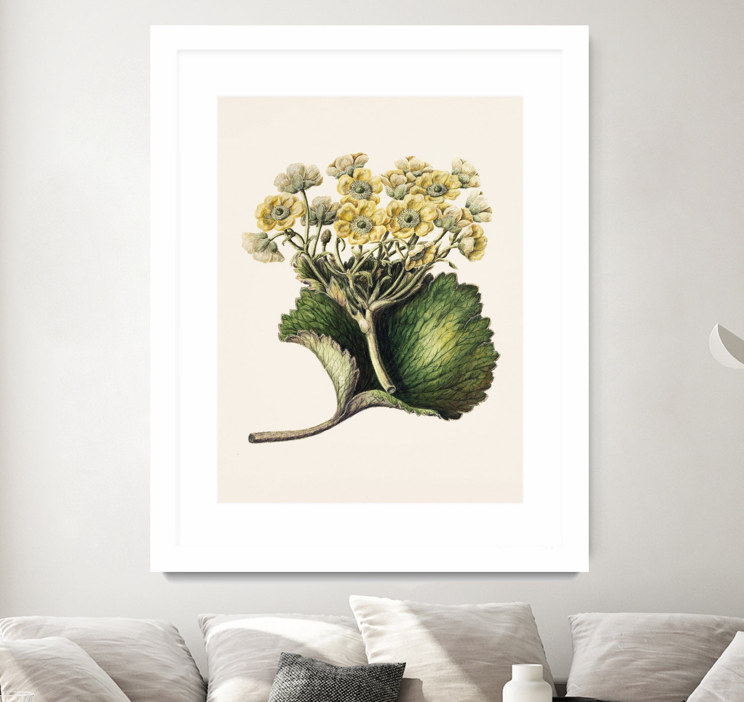 Korikor Drawn By Sarah Featon (1848a€“1927 by Sarah Featon on GIANT ART - flowers and plants vintage botanical