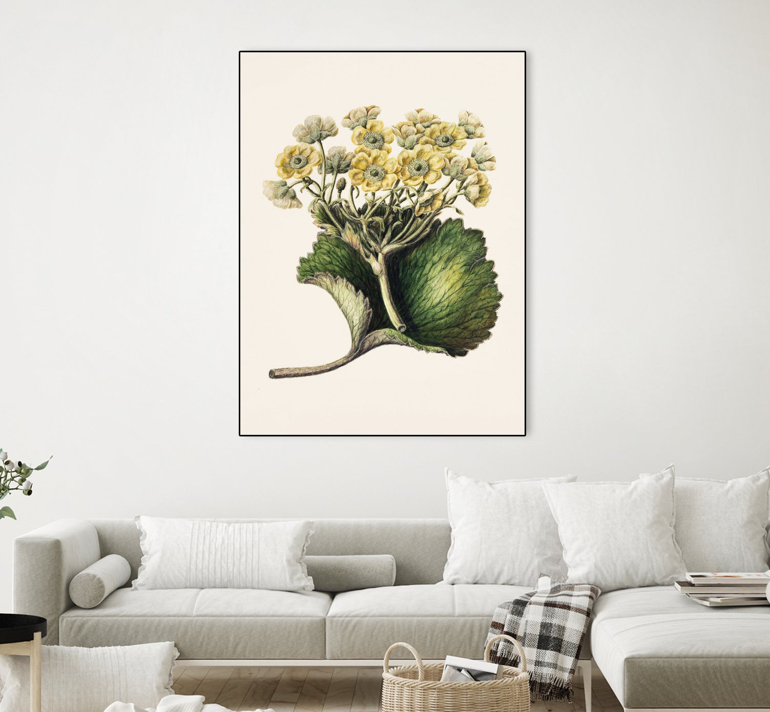 Korikor Drawn By Sarah Featon (1848a€“1927 by Sarah Featon on GIANT ART - flowers and plants vintage botanical