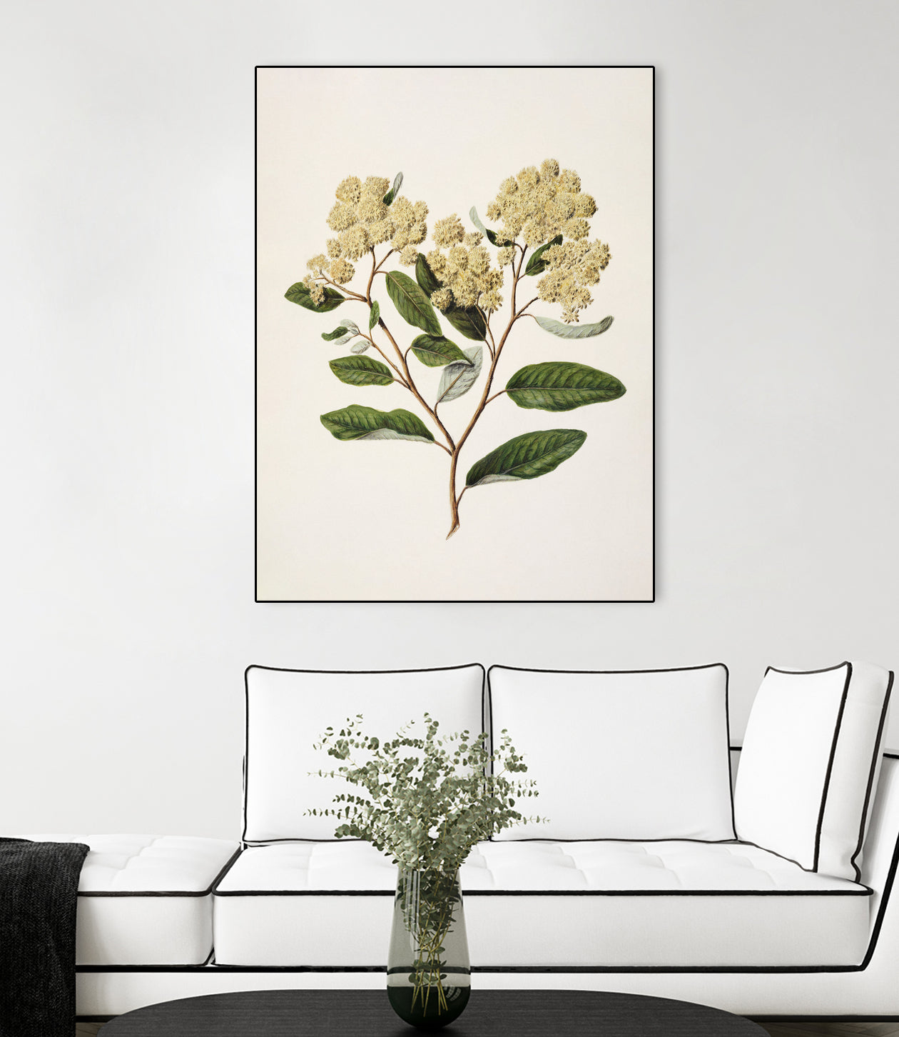 Kumarahou Drawn By Sarah Featon (1848a€“1927 by Sarah Featon on GIANT ART - flowers and plants vintage botanical