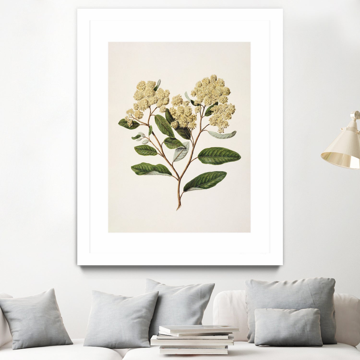 Kumarahou Drawn By Sarah Featon (1848a€“1927 by Sarah Featon on GIANT ART - flowers and plants vintage botanical