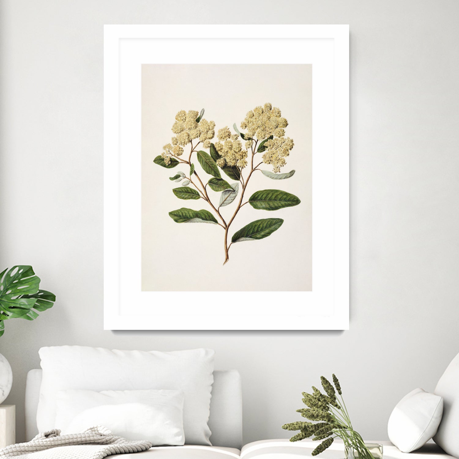 Kumarahou Drawn By Sarah Featon (1848a€“1927 by Sarah Featon on GIANT ART - flowers and plants vintage botanical