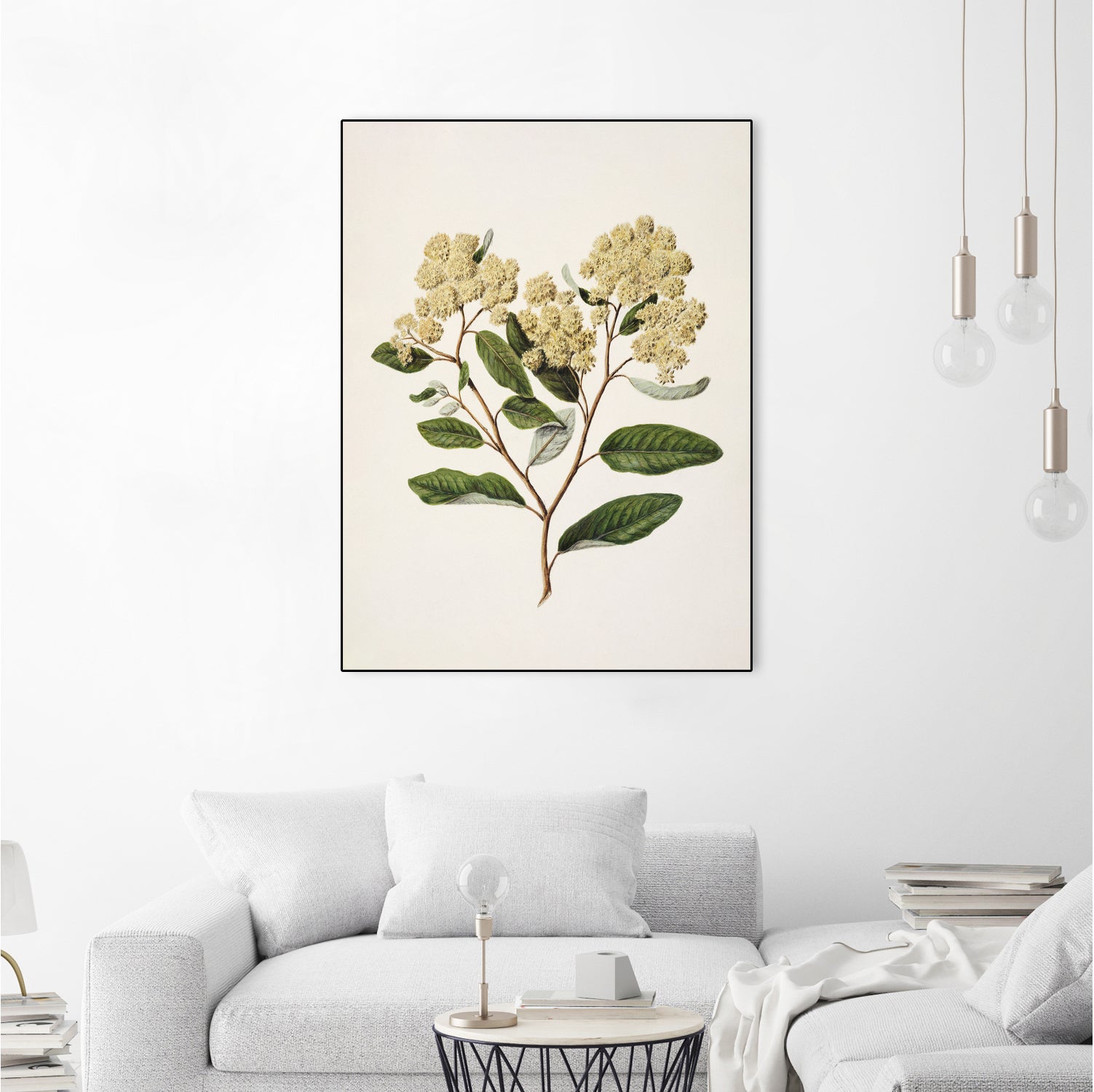 Kumarahou Drawn By Sarah Featon (1848a€“1927 by Sarah Featon on GIANT ART - flowers and plants vintage botanical