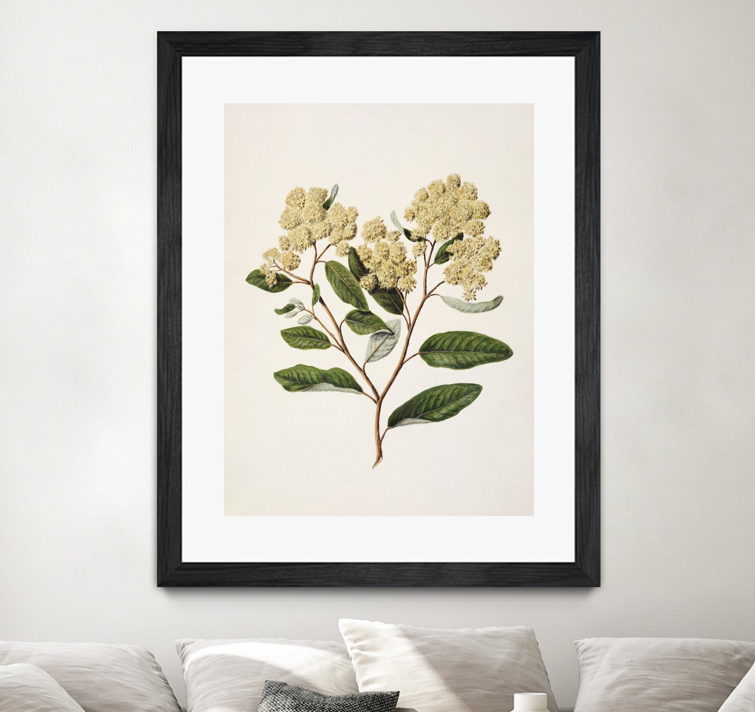 Kumarahou Drawn By Sarah Featon (1848a€“1927 by Sarah Featon on GIANT ART - flowers and plants vintage botanical