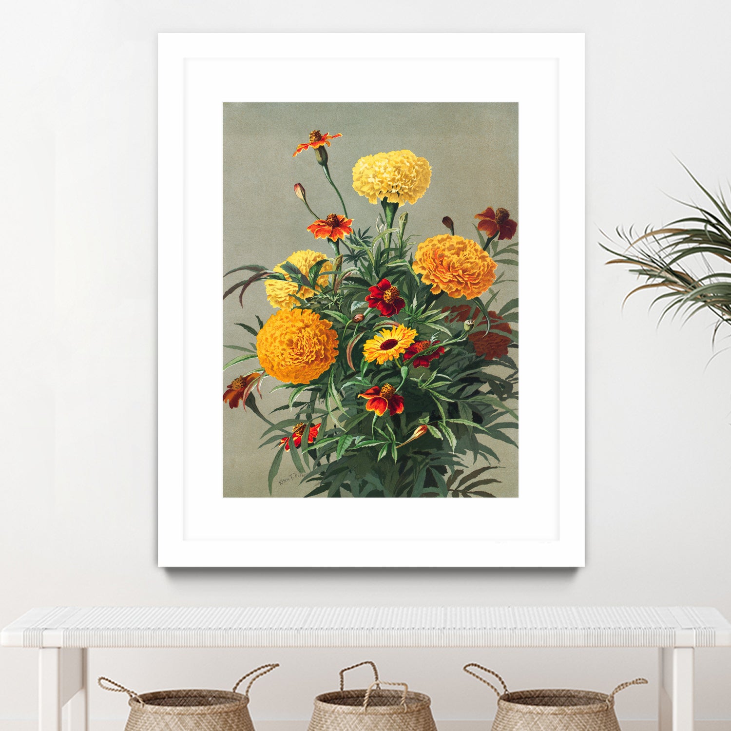 Marigolds by Ellen Thayer Fisher on GIANT ART - illustration ellen thayer fisher