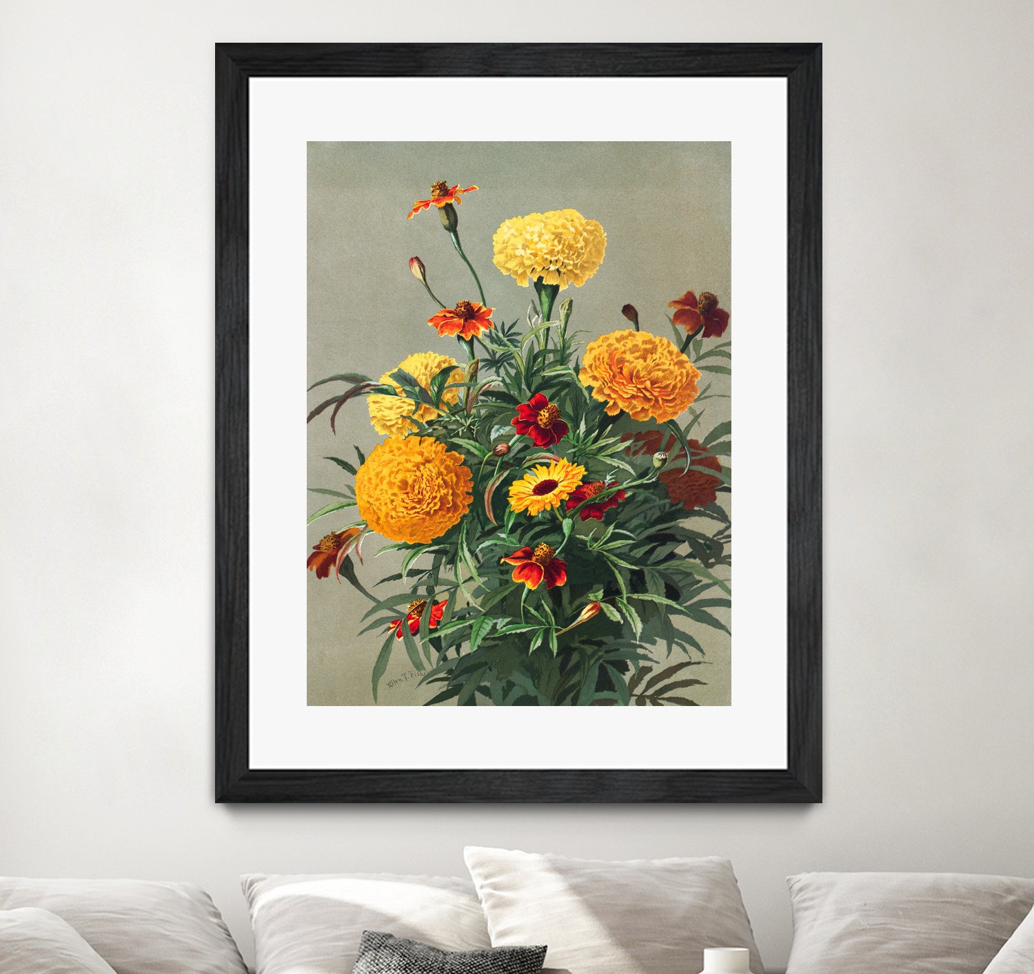 Marigolds by Ellen Thayer Fisher on GIANT ART - illustration ellen thayer fisher