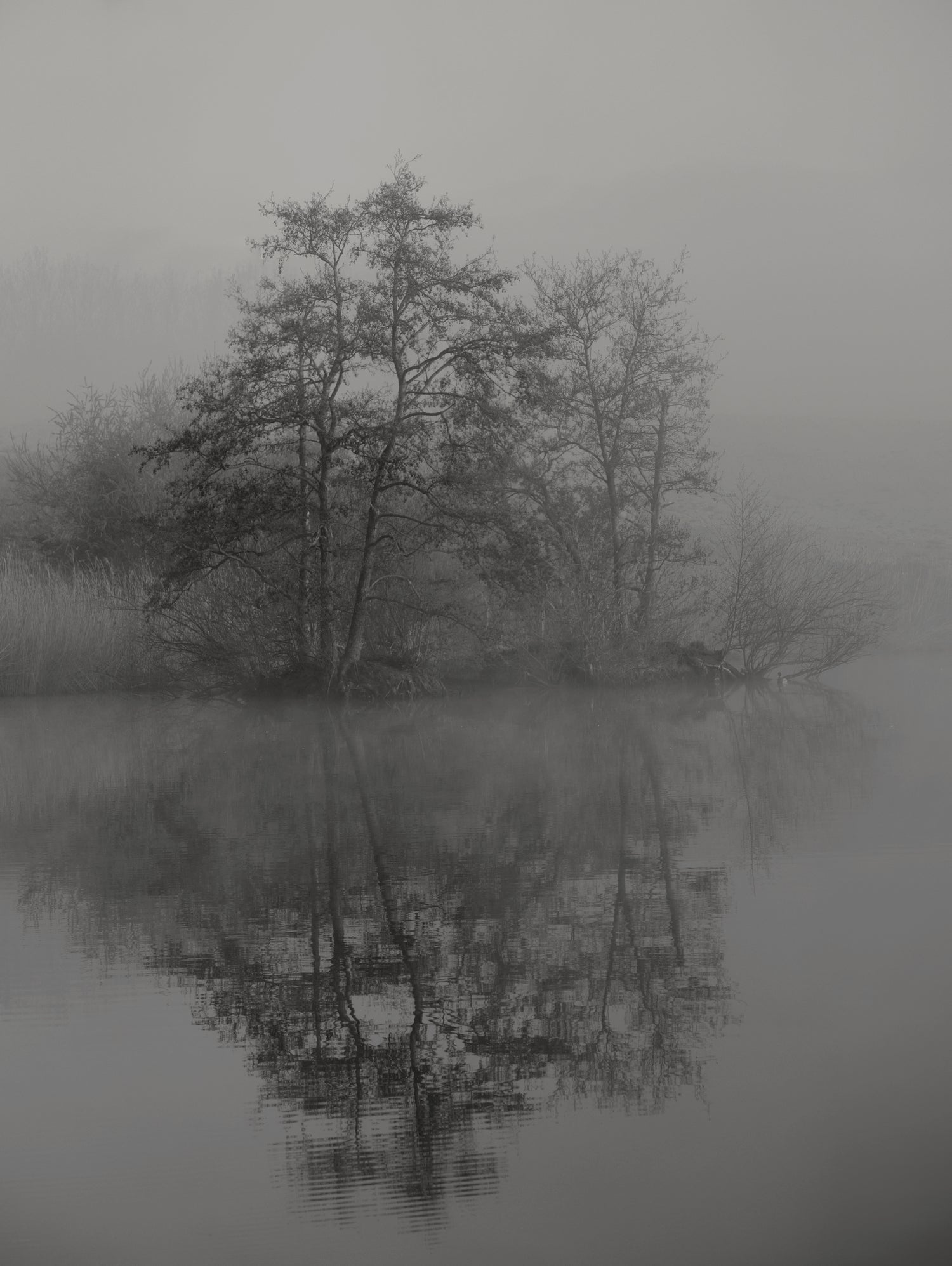 Swan lake by By PEJ on GIANT ART - botanical