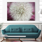 Dandelion on a rose by Nick Jackson on GIANT ART - pink photo art
