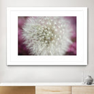 Dandelion on a rose by Nick Jackson on GIANT ART - pink photo art