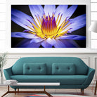 Kew Gardens Waterlily by Nick Jackson on GIANT ART - yellow floral