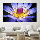 Kew Gardens Waterlily by Nick Jackson on GIANT ART - yellow floral