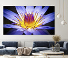 Kew Gardens Waterlily by Nick Jackson on GIANT ART - yellow floral