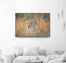 Watching her cubs by Nick Jackson on GIANT ART - black animals