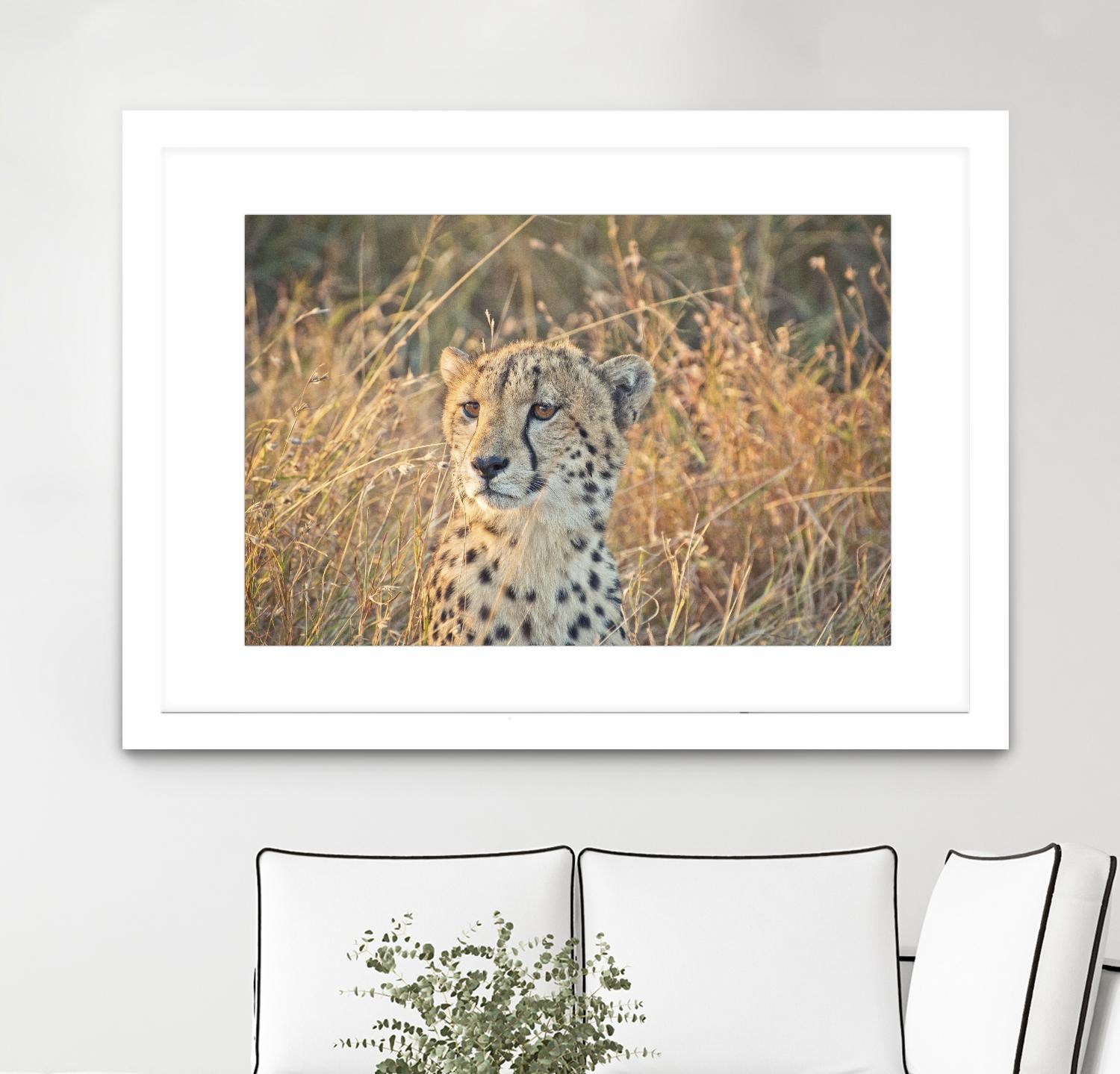 Watching her cubs by Nick Jackson on GIANT ART - black animals