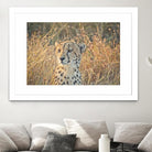 Watching her cubs by Nick Jackson on GIANT ART - black animals