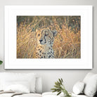 Watching her cubs by Nick Jackson on GIANT ART - black animals