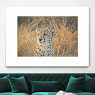 Watching her cubs by Nick Jackson on GIANT ART - black animals