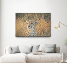 Watching her cubs by Nick Jackson on GIANT ART - black animals