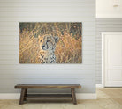 Watching her cubs by Nick Jackson on GIANT ART - black animals