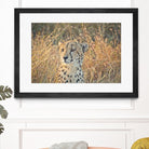 Watching her cubs by Nick Jackson on GIANT ART - black animals
