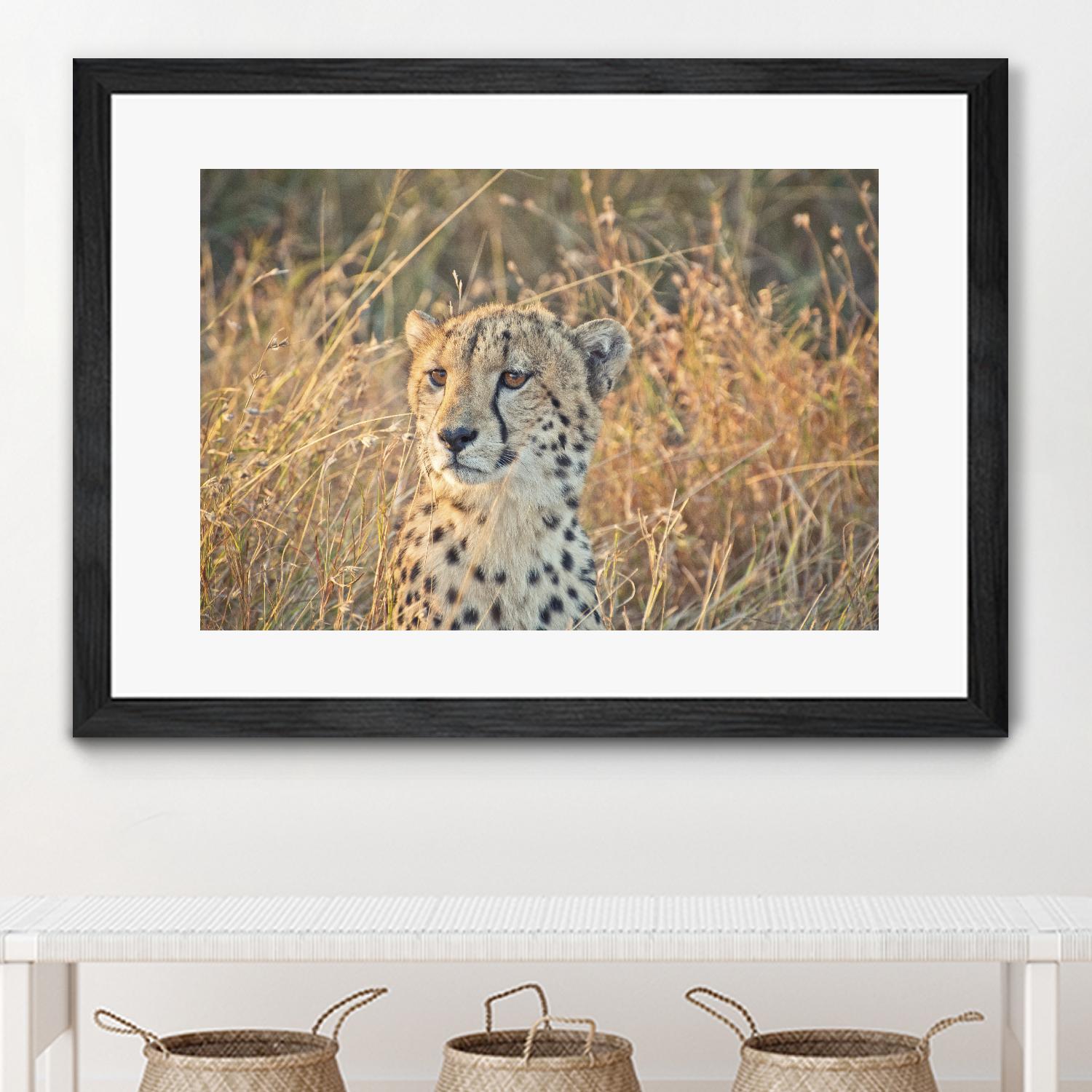 Watching her cubs by Nick Jackson on GIANT ART - black animals