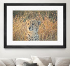 Watching her cubs by Nick Jackson on GIANT ART - black animals
