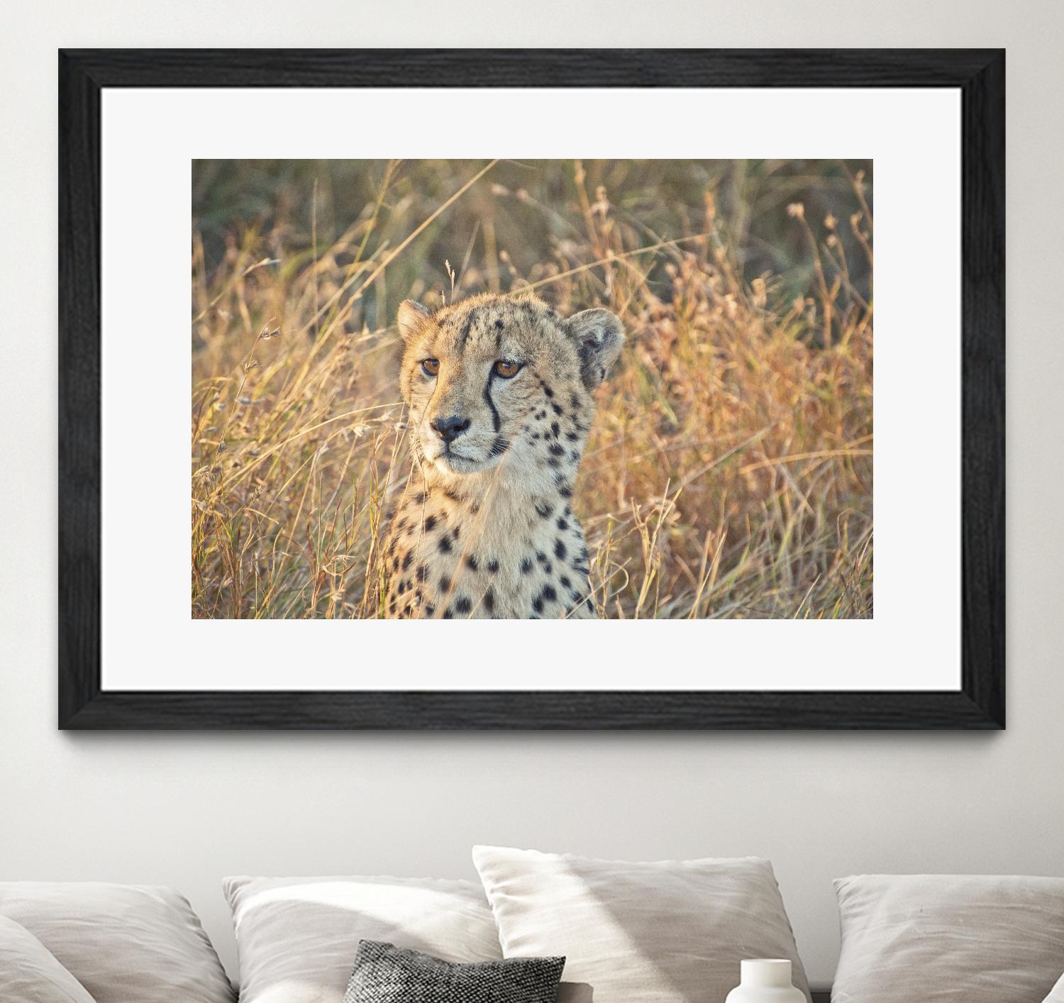 Watching her cubs by Nick Jackson on GIANT ART - black animals