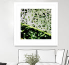 Leaf VI by Peter Morneau on GIANT ART - black photo art