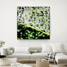 Leaf VI by Peter Morneau on GIANT ART - black photo art