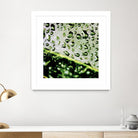 Leaf VI by Peter Morneau on GIANT ART - black photo art