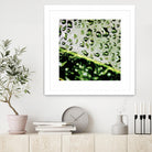 Leaf VI by Peter Morneau on GIANT ART - black photo art