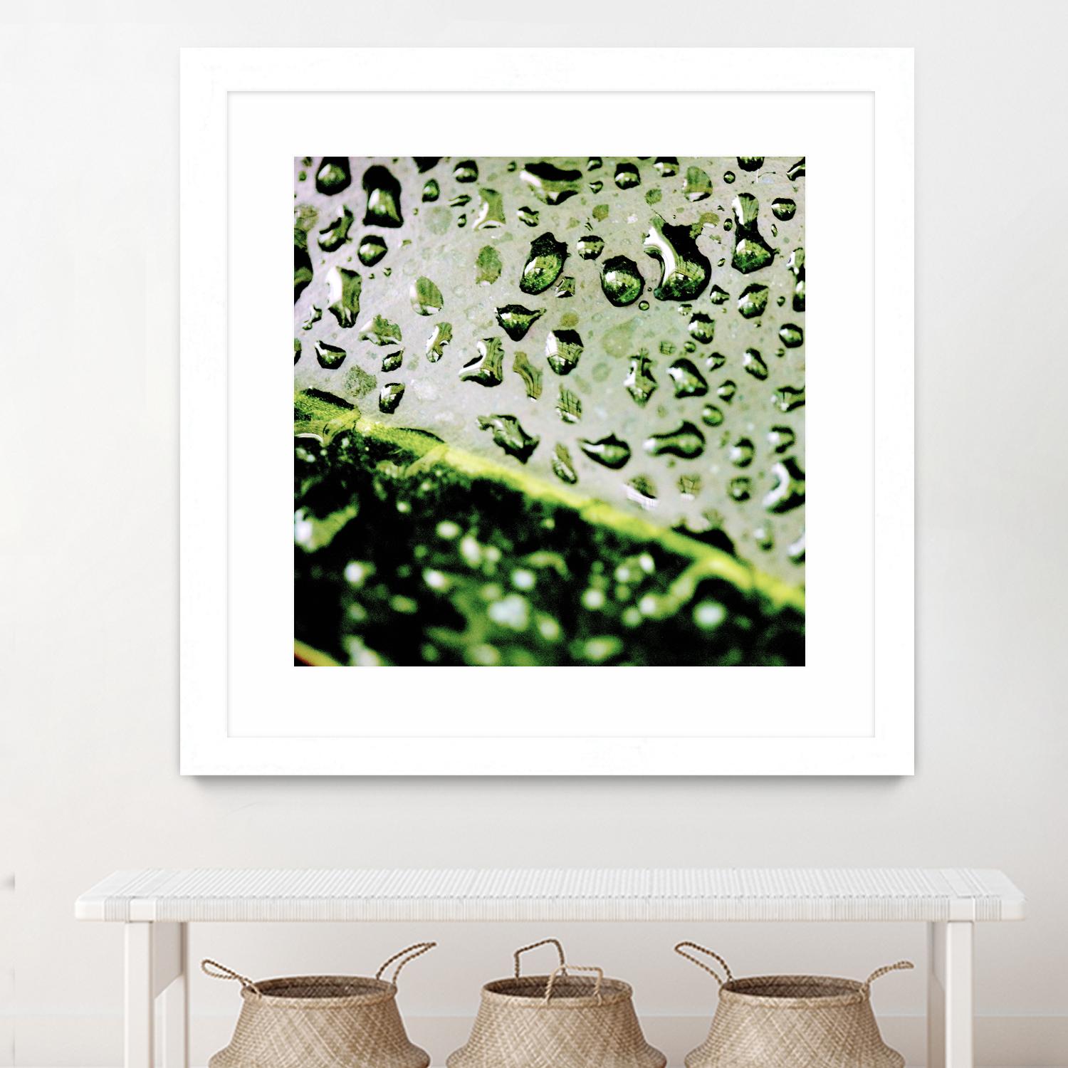 Leaf VI by Peter Morneau on GIANT ART - black photo art