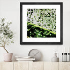 Leaf VI by Peter Morneau on GIANT ART - black photo art