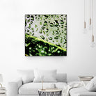 Leaf VI by Peter Morneau on GIANT ART - black photo art